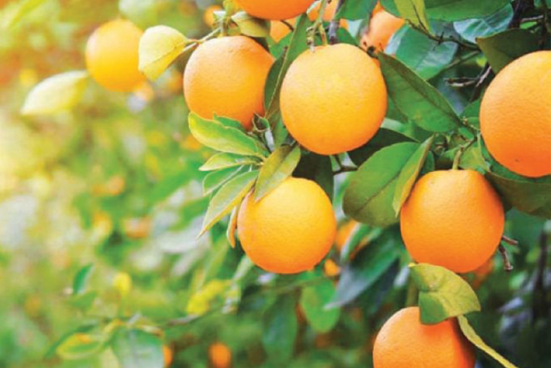 Market Feasibility for Florida Citrus Products to India